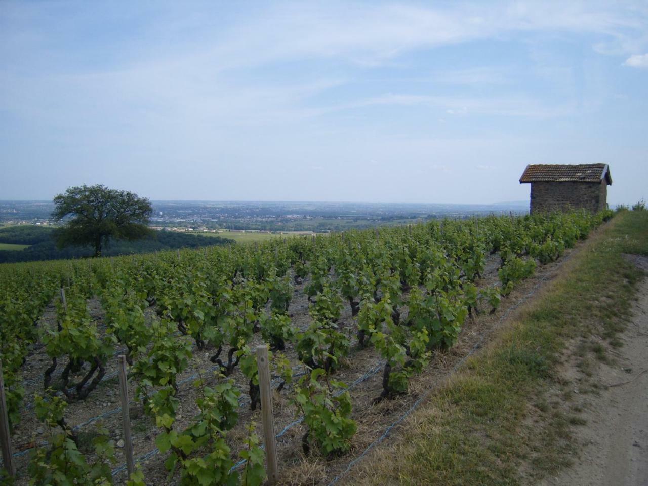 Gite Le Chene Du Py Guest House Villie-Morgon Exterior photo